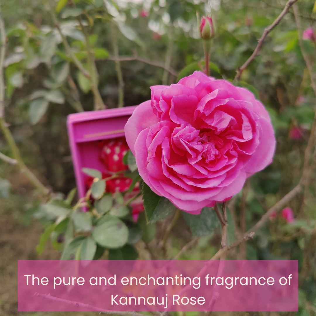 Gulabi Natural Perfume Oil (Indian Rose Attar) Boond Fragrances
