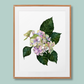 Hydrangea floral art print in a light wood frame, featuring delicate blue, purple,pink and green colour mixed blossoms in a botanical watercolour style