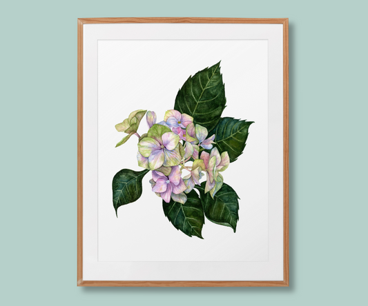 Hydrangea floral art print in a light wood frame, featuring delicate blue, purple,pink and green colour mixed blossoms in a botanical watercolour style