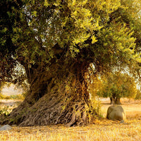 Ancient Palestinian Olive Tree - Bayyāra