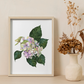 Watercolour hydrangea art print in soft pastel hues, designed in New Zealand, perfect for home decor or as a thoughtful gift idea.