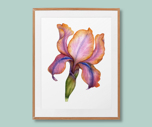 ”Dream in Bloom” Iris Flower Art Print